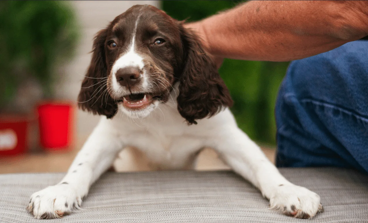 Dog Behavior Modification Training: 10 best Techniques 3 Training in Positive Reinforcement