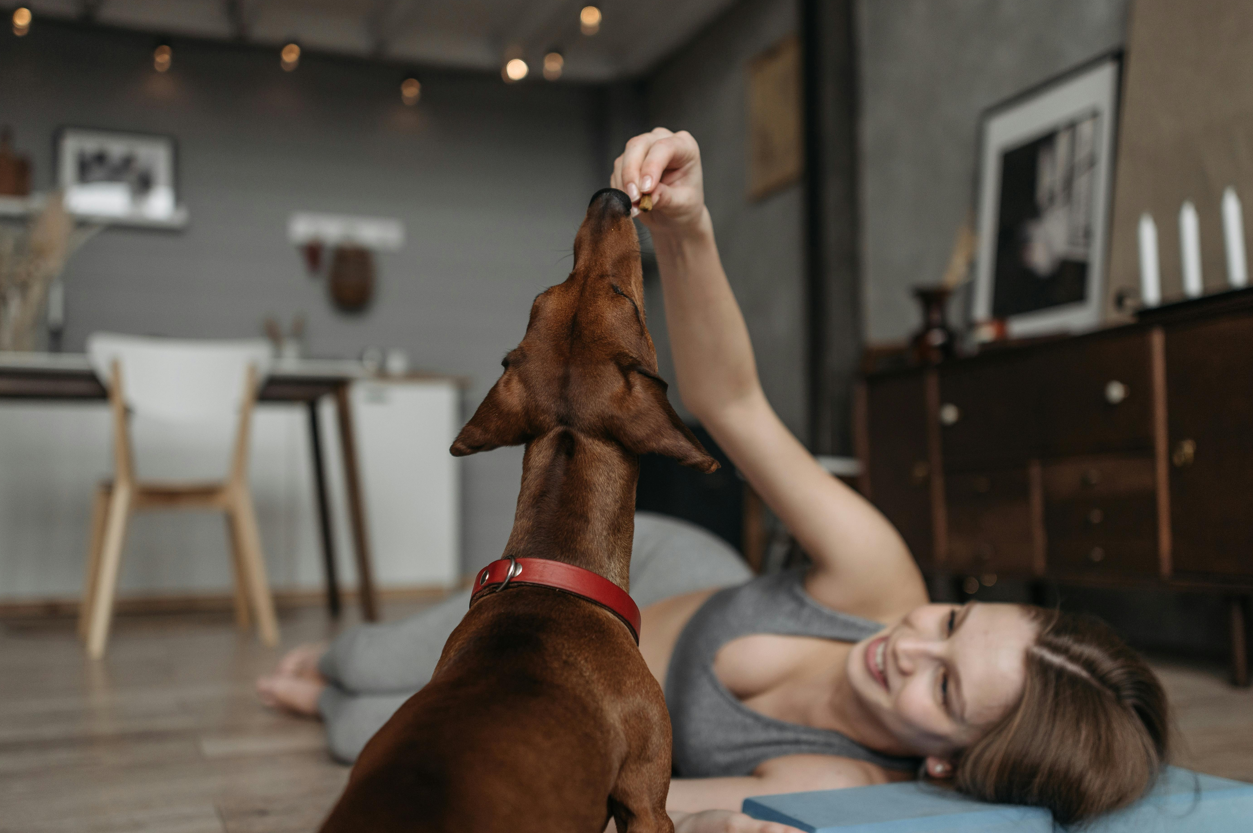 Dog Training Timeline: 10 Best Guide to Canine Training 4 Wonderful Dog Tips