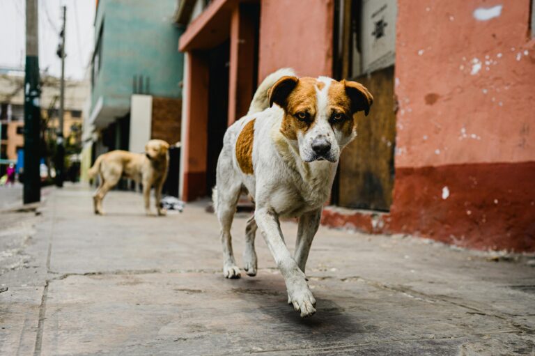 Dog Training Essentials