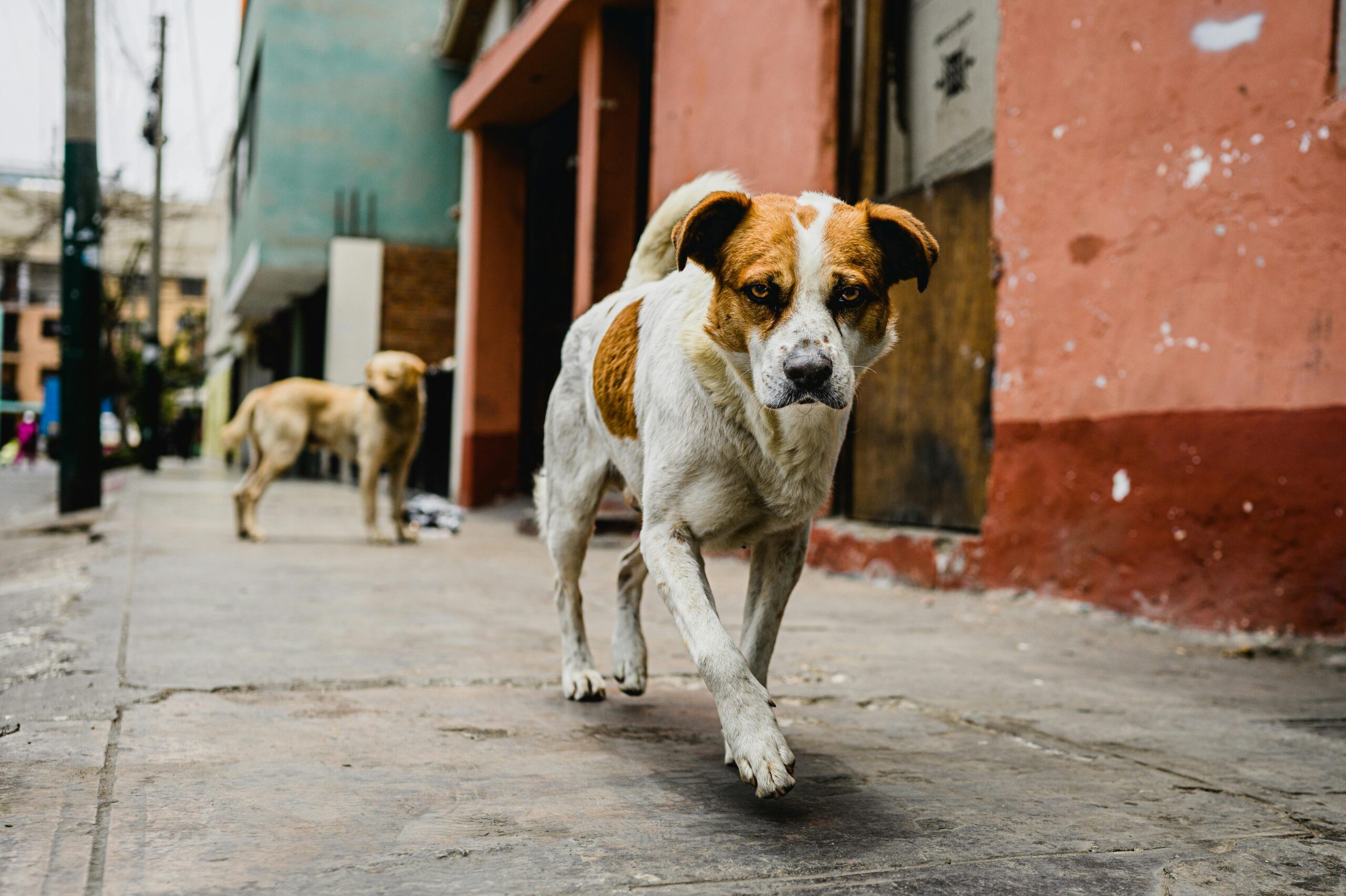 Dog Training Essentials: 5The Ultimate Guide to a Well-Behaved Pup