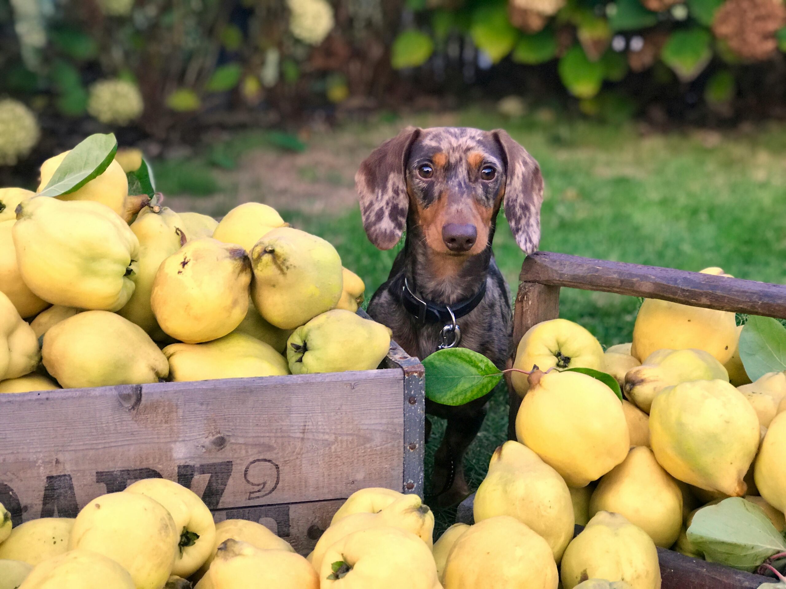 Dog Food Reviews: Finding the Best Nutrition for Your Canine Companion 2 Dog Food Reviews