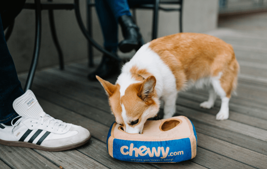 10 Best Dog Gut Health Chews: Boost Your Pup’s Digestion