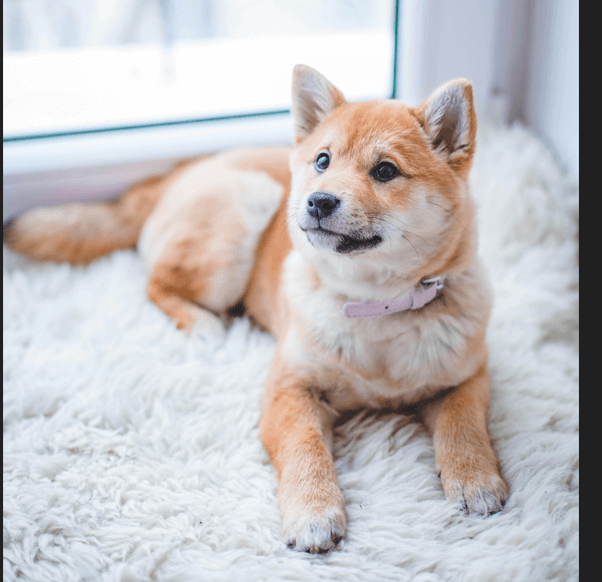 The Ultimate Guide to Dog Care: Expert Tips, Product Recommendations, and Health Advice