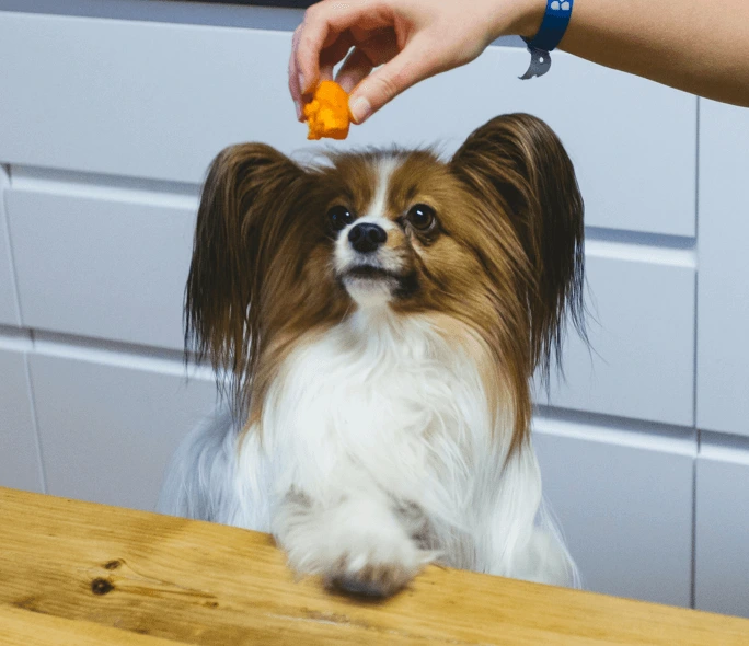 Top 5 Reasons for Pedigree Small Dog Food is the Best Choice