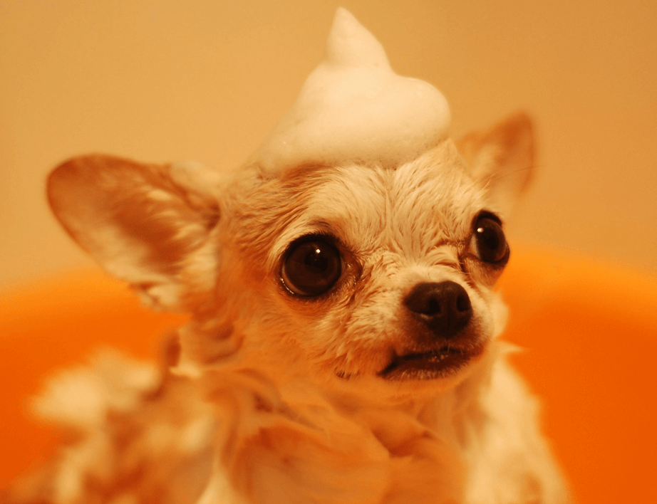 Mobile Grooming Services: Convenient and Professional Pet Care at Your Doorstep 1 Mobile Grooming Services