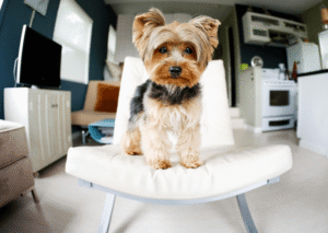 General Mobile Dog Grooming Services: Everything You Need to Know 2 Mobile Dog Grooming Services