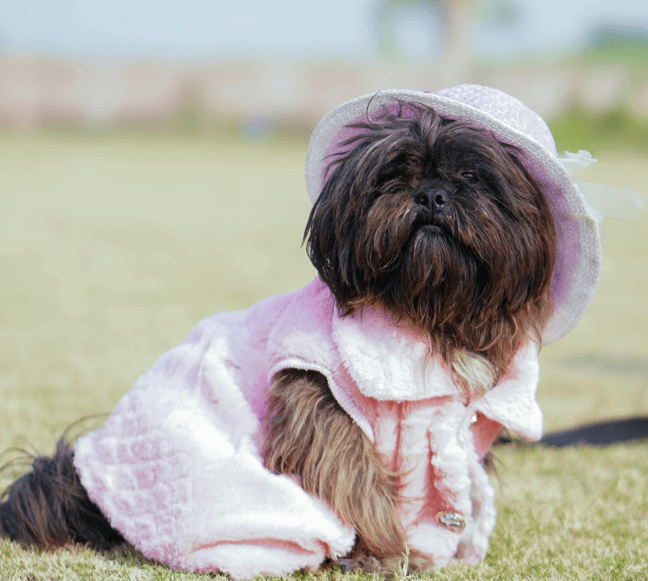 Mobile Grooming Pricing Guide: What to Expect and How to Save