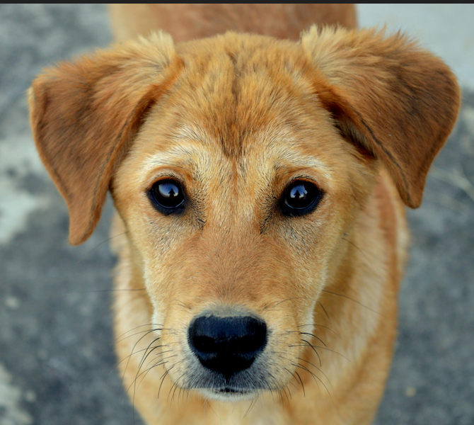 Mobile Grooming for Specific Animals: The Best Guide Pet Care on the Go 1 Mobile-Grooming-for-Specific-Animals