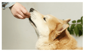 Dog Food Ingredients