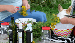 Dog Food for Specific Health Needs:10 Best Nutrition for Your Furry Friend 1 Dog Food for Specific Health Needs