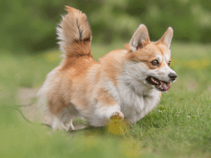 Mobile Grooming Services for Dogs