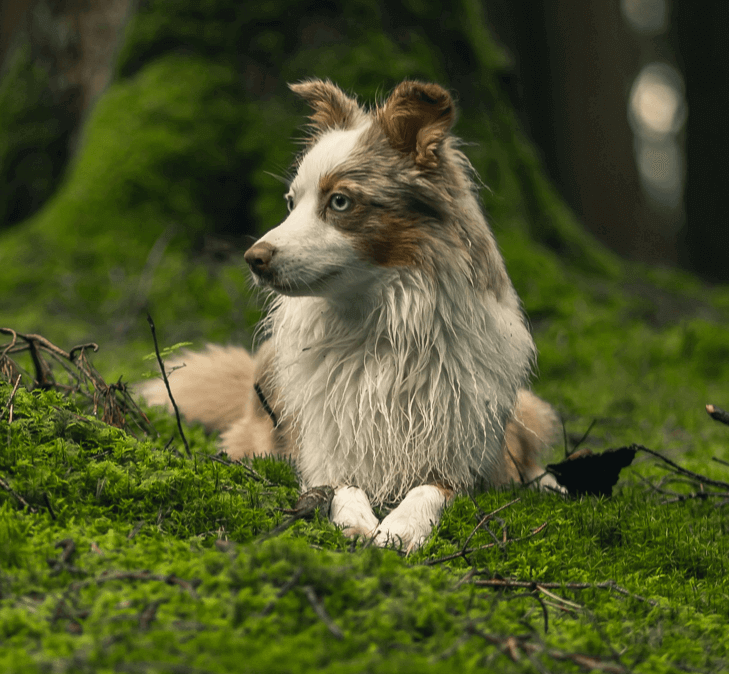 Mobile Grooming Services for Dogs