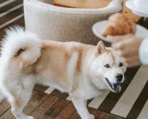 The Best Dog Foods: Top Picks for Every Dog's Needs 2 Best Dog Food