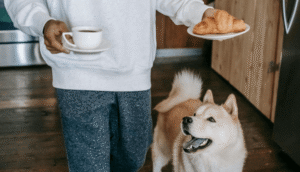 Best Dog Foods