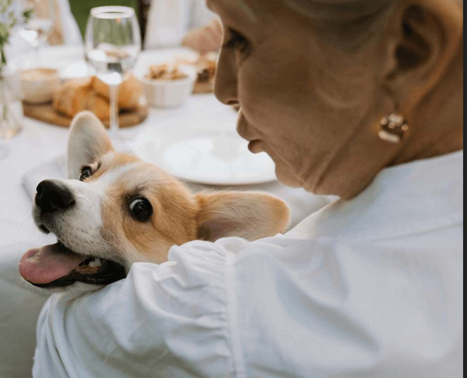 Explore Top Miscellaneous Dog Food Brands and Their Offerings