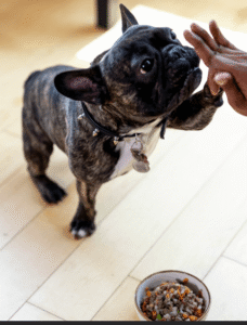 Popular dog food brands